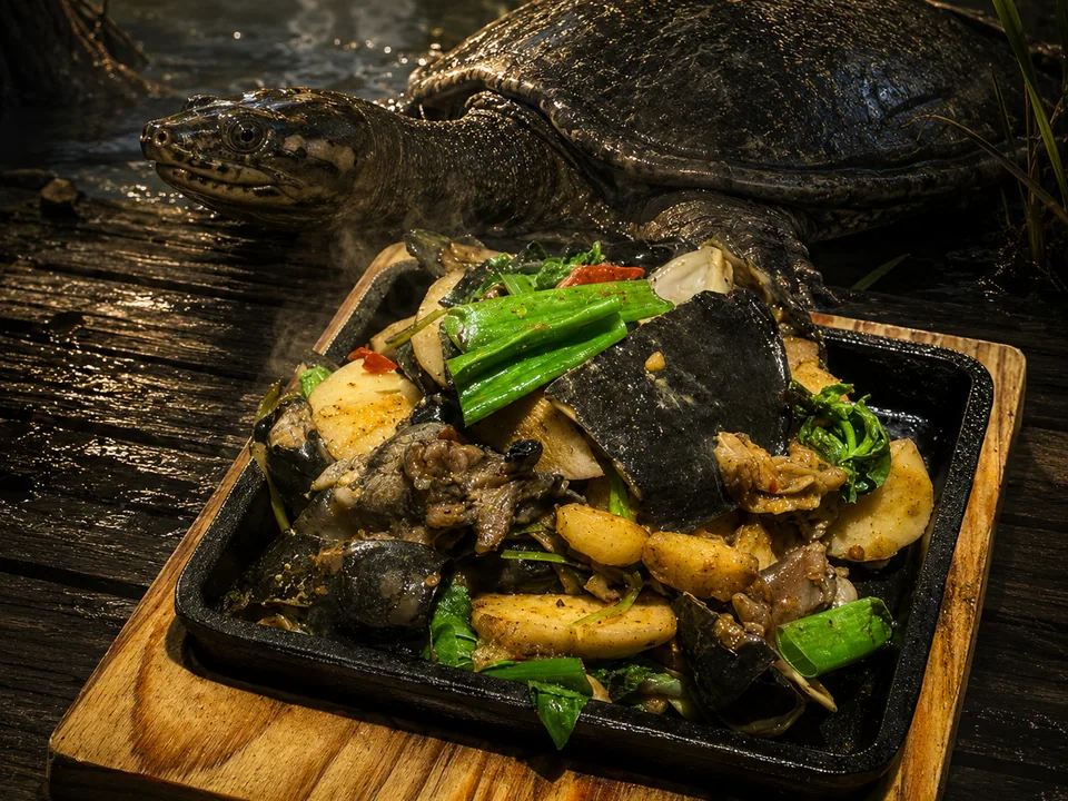 三杯炒鱉肉